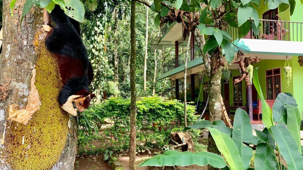 Homestay Jungleview *