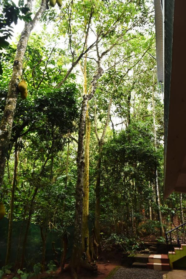 Homestay Jungleview